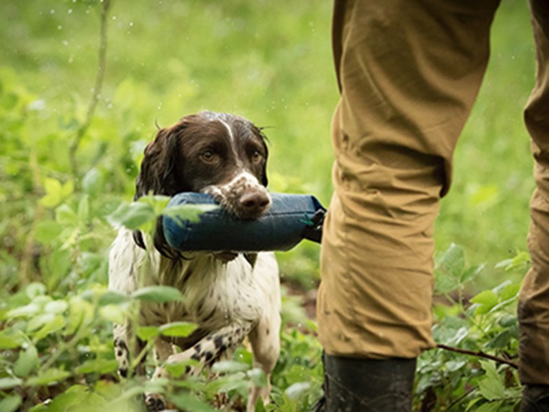 Dog Training 